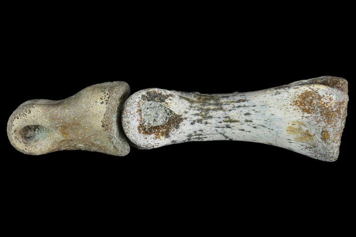 Two Theropod Foot Bones - Alberta (Disposition #000028-29)
